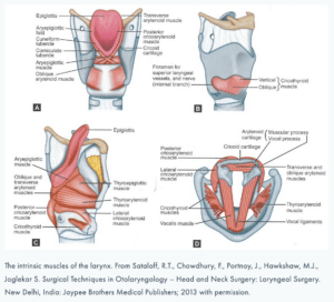 What is an Adam's Apple? Laryngeal anatomy